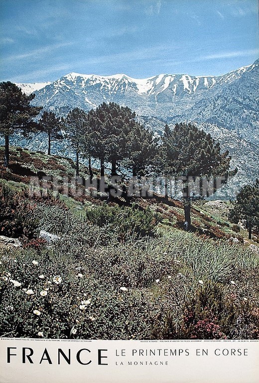 Le printemps en Corse le maquis