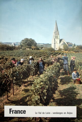 France le Val de Loire les vendanges en Anjou